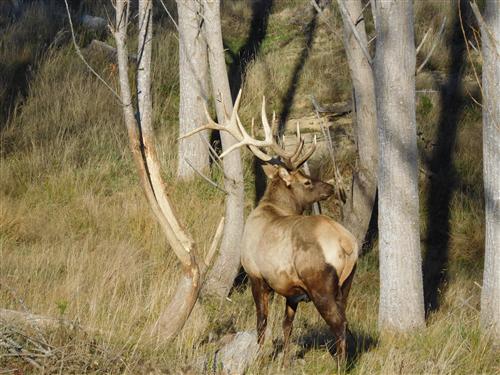 7x7 Bull Elk rubbing his antlers in the poplar trees